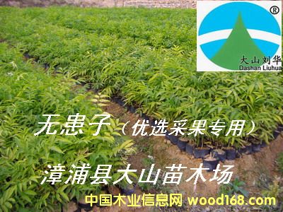 [] o磨չsoapberry)