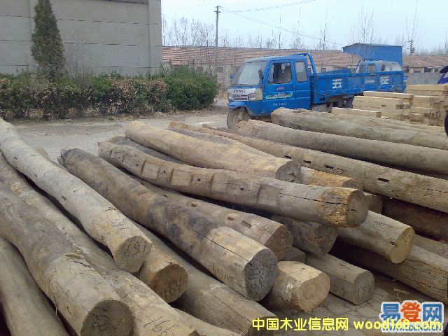 老榆木的詳細(xì)介紹