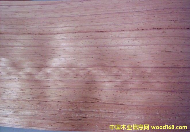 紅玫瑰的詳細(xì)介紹