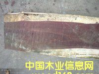 ľ|ɏ(f)_|ľ|F|Kľ|S|MP(gun)