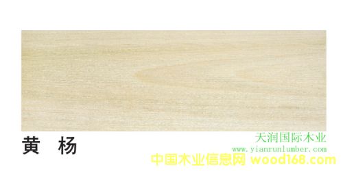 [] (gu)S Yellow Poplar