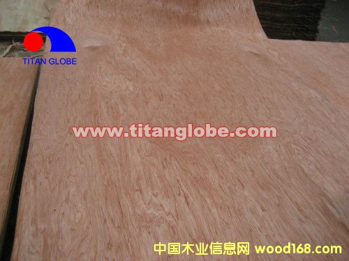 Face Veneer - Titan GlobeԔ(x)B