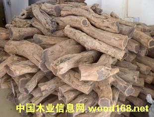 Īɣȿ˖|ǺS̴MڈP(gun)