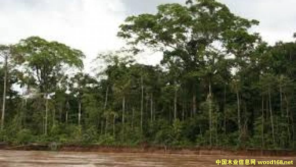 Gɫƽָ؟(z)ЇM(jn)ڄcǷľQ(mo)