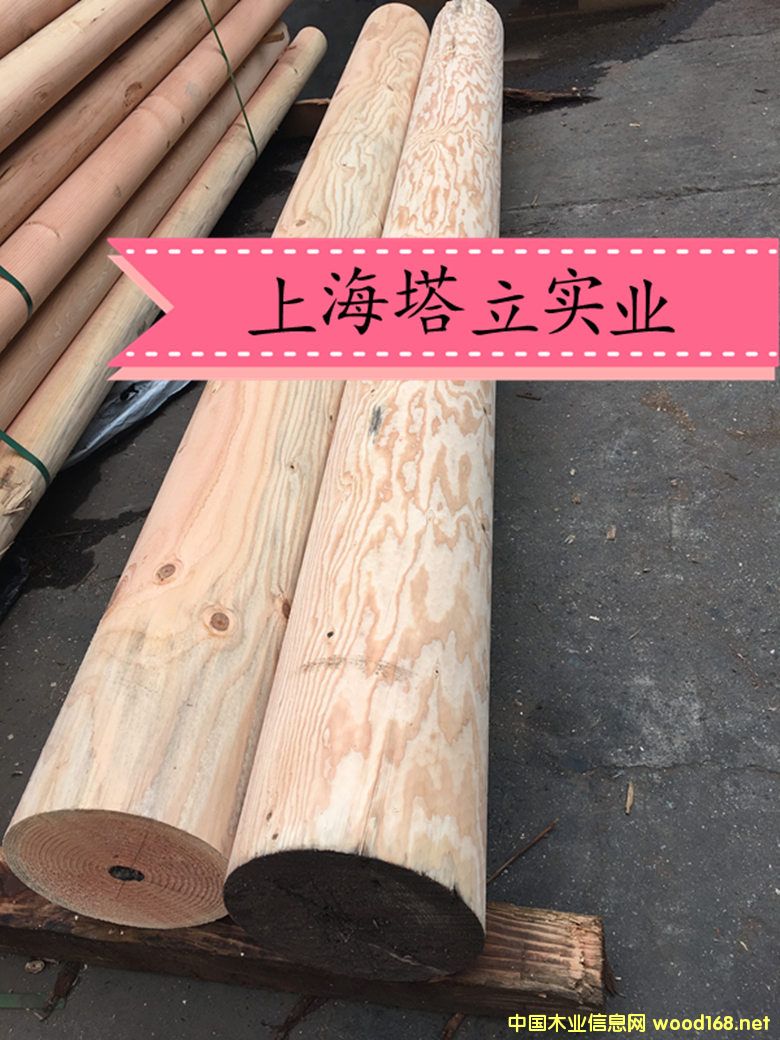 花旗松的詳細介紹