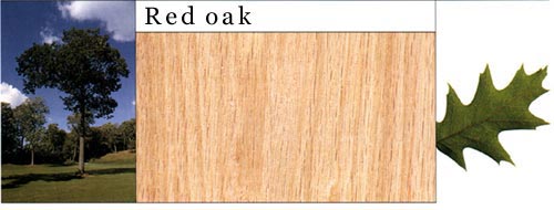 Red Oak tԔ(x)B